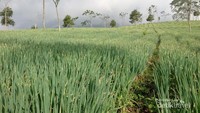 Kebun bawang