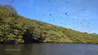 Pulau Kelelawar dengan ribuan kelelawar bergantungan di pohon bakau.