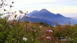 Oh Gunung Prau, Cantikmu Tiada Dua
