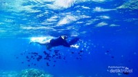 Ikan-ikan yang rakus berebut remahan roti yang kita bawa