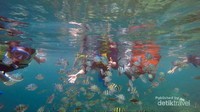 Kumpulan ikan nemo membuat kami melongo