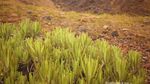 Oh, Indahnya Surya Kencana!