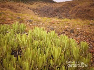 Oh, Indahnya Surya Kencana!