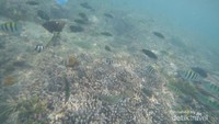 Keindahan terumbu karang di Gili Nanggu yang masih terjaga dan ikan-ikan kecil yang sangat indah dan lucu menjadikan Gili Nanggu sebagai spot snorkeling paling favorit. Tetapi hati-hati ya guys disini banyak bulu babi.