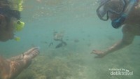 Bermain sambil memberikan makan ikan-ikan kecil yang lucu di Gili Nanggu.