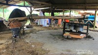 Proses penggilingan tebu menggunakan tenaga kerbau