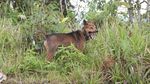 Olahraga Berburu Babi di Bukit Cambai Solok