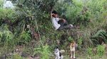 Olahraga Berburu Babi di Bukit Cambai Solok