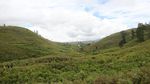 Olahraga Berburu Babi di Bukit Cambai Solok