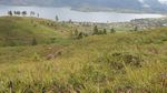 Olahraga Berburu Babi di Bukit Cambai Solok