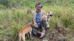Olahraga Berburu Babi di Bukit Cambai Solok