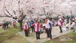 Orang Jepang Punya Tradisi Unik untuk Memaknai Sakura
