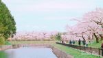 Orang Jepang Punya Tradisi Unik untuk Memaknai Sakura