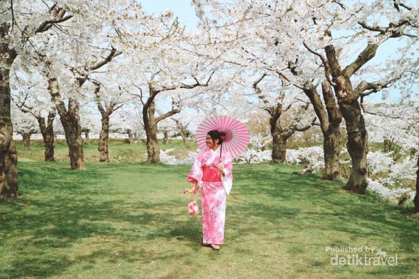 Mekimati indahnya sakura dengan menggunakan kimono.