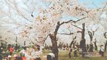 Orang Jepang Punya Tradisi Unik untuk Memaknai Sakura