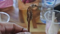 Ada yang menjual kuda laut kering di Pantai Citepus