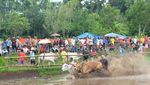 Pacu Jawi, Event Wajib Pecinta Fotografi di Tanah Datar Pacu Jawi, Event Wajib Pecinta Fotografi di Tanah Datar