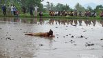 Pacu Jawi, Event Wajib Pecinta Fotografi di Tanah Datar Pacu Jawi, Event Wajib Pecinta Fotografi di Tanah Datar