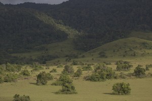 Padang Rumput Ala Amerika di Sulawesi Tengah