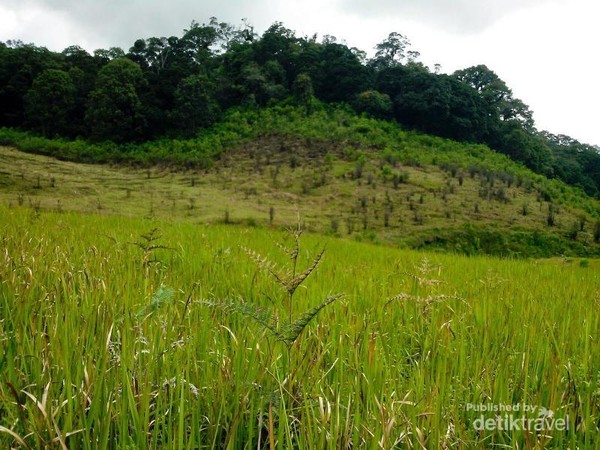 Padang Rumput yang Indah di Gunung Papandayan