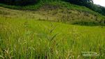 Padang Rumput yang Indah di Gunung Papandayan