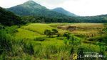 Padang Rumput yang Indah di Gunung Papandayan