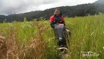 Padang Rumput yang Indah di Gunung Papandayan