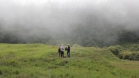 Selimut kabut di padang rumput hijau mempercantik pemandangan.