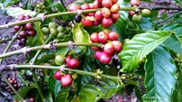 Buah kopi yang memerah