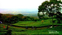Kebun Teh Pagaralam