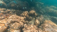 Keindaahan bawah laut pulau Pahawang