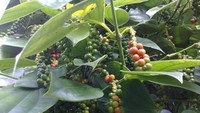 Buah lada seperti ini yang bikin ketagihan!!!