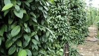 Perkebunan lada di Bangka