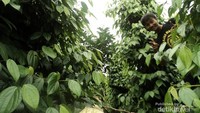 Berada di tengah-tengah pohon lada itu menyenangkan!