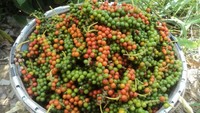 Hasil petikan buah lada dalam bundong.