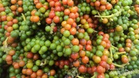 Buah lada yang sudah dikumpulkan dalam sebuah karung.