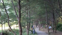 Hutan pinus