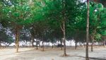 Pantai Asyik Buat Camping di Malang