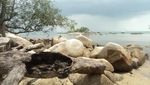 Pantai Buntu, Harta Karun di Pulau Bangka