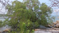Sebuah pohon mangrove tumbuh subur di bibir pantai