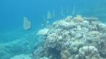 Pantai di Bali Ini Punya Taman Laut yang Cantik