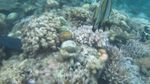 Pantai di Bali Ini Punya Taman Laut yang Cantik