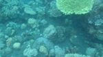 Pantai di Bali Ini Punya Taman Laut yang Cantik