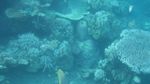 Pantai di Bali Ini Punya Taman Laut yang Cantik