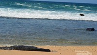 Pinggir pantai yang nyaman untuk berenang dan bermain air