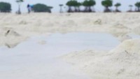 Bintang laut yang ada di sini masih bertahan hidup dengan sisa air laut yang menggenang