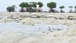 Pantai di Jakarta yang Dihuni Ratusan Bintang Laut