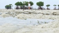 Ada ratusan bintang laut terjebak di pantai ini
