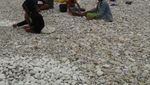 Pantai di Kupang Ini Dihiasi oleh Batu Warna-warni