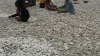 Aktifitas warga Kolbano berburu batu warna di Pantai Fatu Un